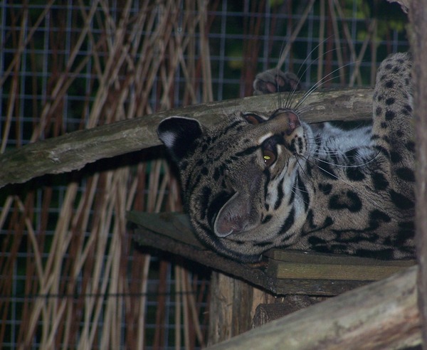 Margay Cat Photo Leopardus wiedii calviac