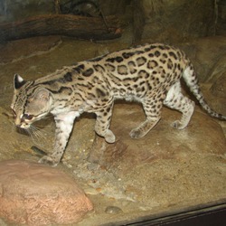 Margay Cat Photo Leopardus wiedii