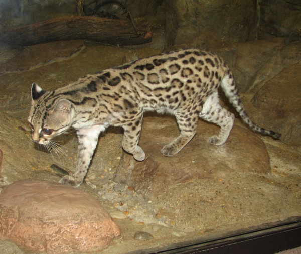 Margay Cat Photo Leopardus wiedii