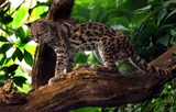 Margay Photo Gallery