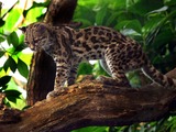 Margay Cat Photo Margaykat Leopardus wiedii