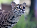 Margay Cat Photo Pantanal Leopardus wiedii