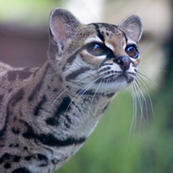 Margay Cat Photo Pantanal Leopardus wiedii