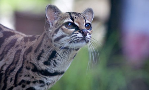 Margay Cat Photo Pantanal Leopardus wiedii