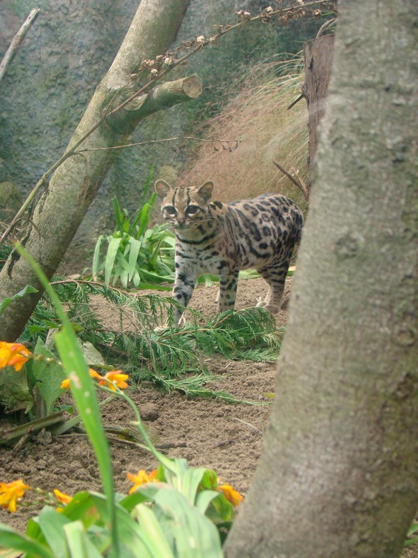 Margay Cat Photo Wild Zoo Edinburgh