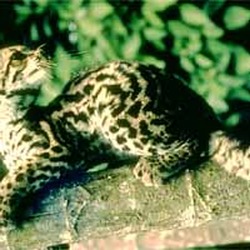Margay Cat Photo curious Leopardus wiedii