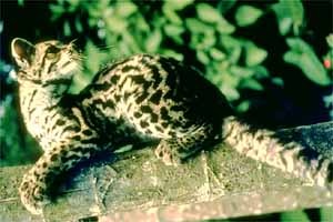 Margay Cat Photo curious Leopardus wiedii