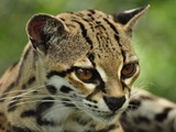 Margay Cat Photo face portrait ocelot