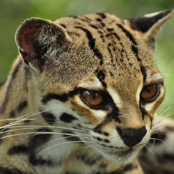 Margay Cat Photo face portrait ocelot