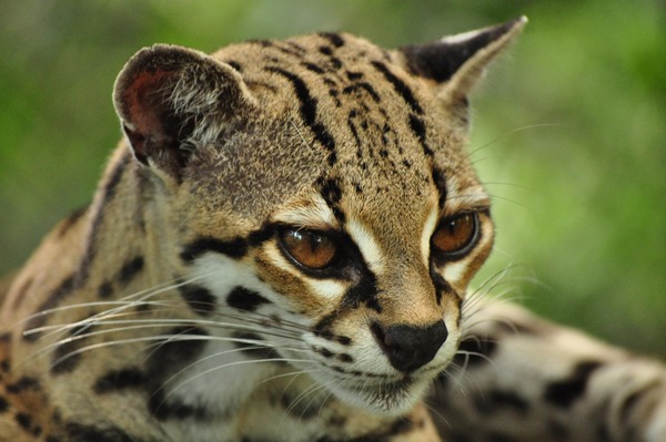 Margay Cat Photo face portrait ocelot