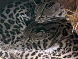 Margay Cat Photo family cuddle