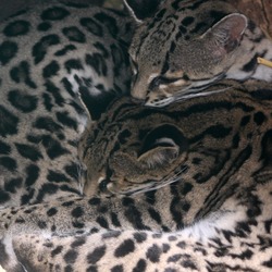 Margay Cat Photo family cuddle