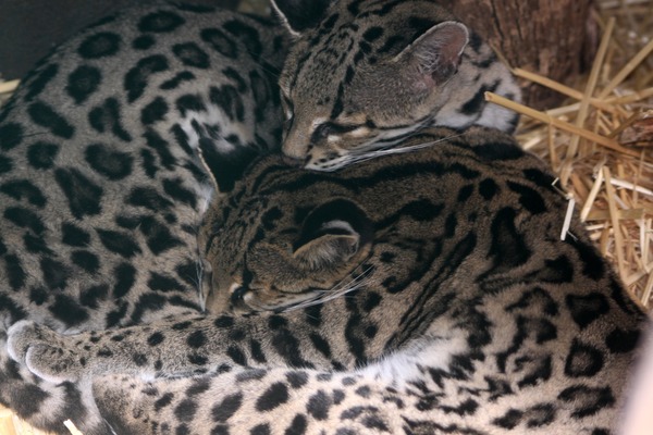 Margay Cat Photo family cuddle