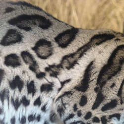 Margay Cat Photo fur print pattern