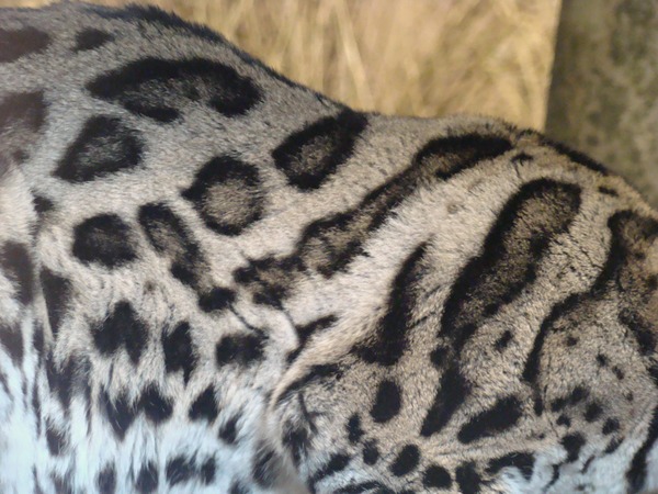 Margay Cat Photo fur print pattern