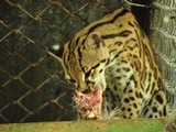 Margay Cat Photo hungry eating