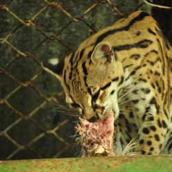 Margay Cat Photo hungry eating