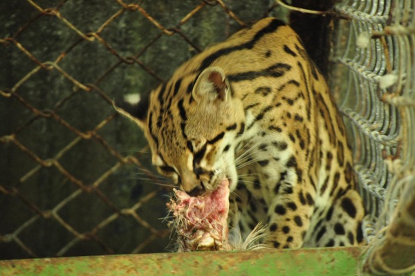 Margay Cat Photo hungry eating