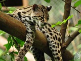 Margay Cat Photo lying tree