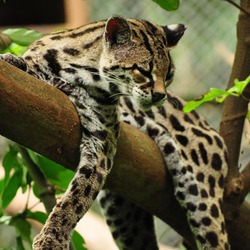 Margay Cat Photo lying tree