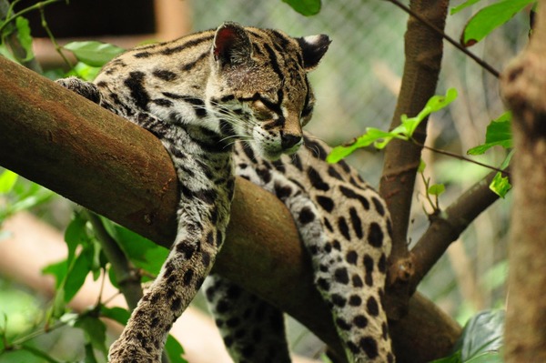 Margay Cat Photo lying tree