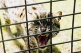 Margay Photo Gallery