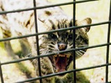 Margay Cat Photo mad cage roar