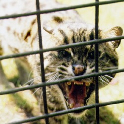 Margay Cat Photo mad cage roar