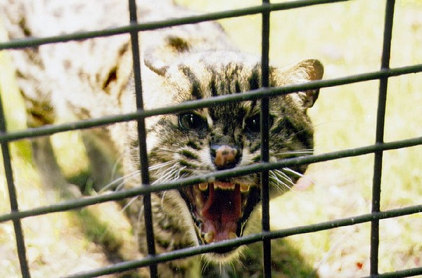 Margay Cat Photo mad cage roar