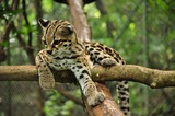 Margay Photo Gallery