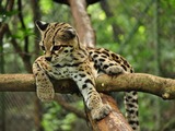 Margay Cat Photo relax tree