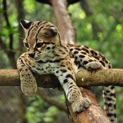 Margay Cat Photo relax tree