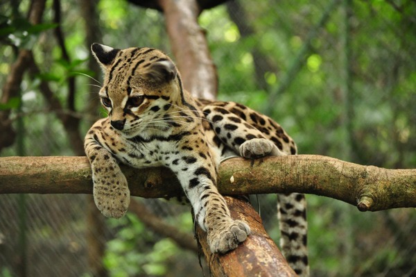 Margay Cat Photo relax tree