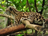 Margay Cat Photo tree climb