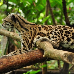 Margay Cat Photo tree climb