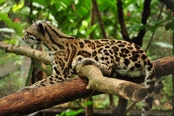 Margay Cat Photo tree climb