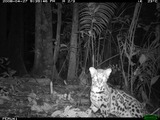 Margay Cat Photo wild nocturnal