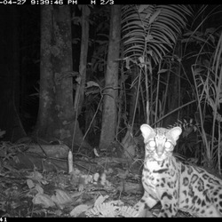 Margay Cat Photo wild nocturnal