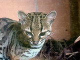 Margay Cat cub Photo  Zoo Edinburgh