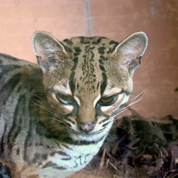 Margay Cat cub Photo  Zoo Edinburgh