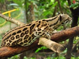 Margay Leopardus wiedii Cat Photo curious