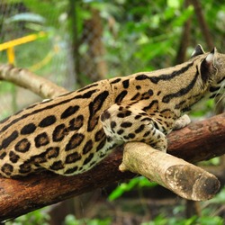 Margay Leopardus wiedii Cat Photo curious