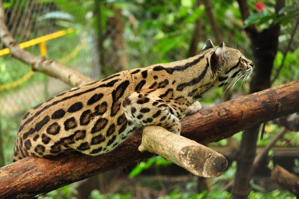 Margay Leopardus wiedii Cat Photo curious