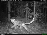 Margay Wild Cat Photo