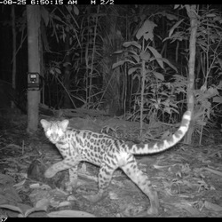 Margay Wild Cat Photo