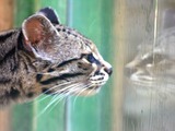 Margay reflection Cat Photo  Colchester Zoo