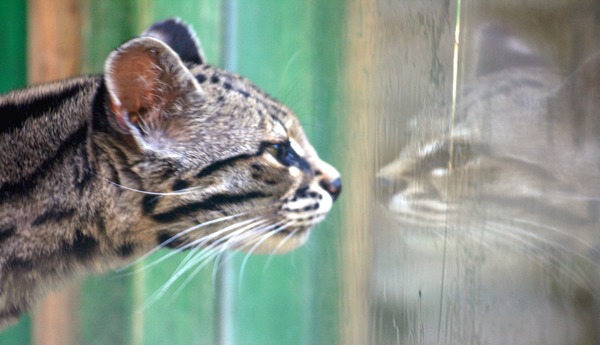Margay reflection Cat Photo  Colchester Zoo