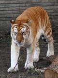 Golden Tiger hybrid Picture Photo Image Buffalo Zoo