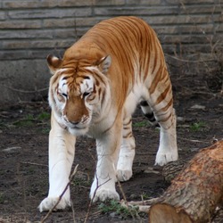 Golden Tiger hybrid Picture Photo Image Buffalo Zoo