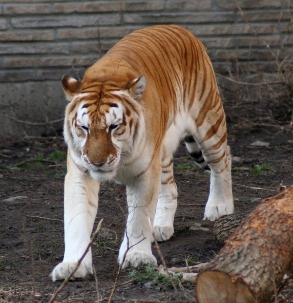 Golden Tiger hybrid Picture Photo Image Buffalo Zoo